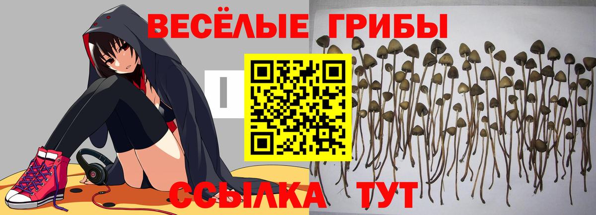 Псилоцибиновые грибы Cubensis  Вход с VPN  Геленджик 